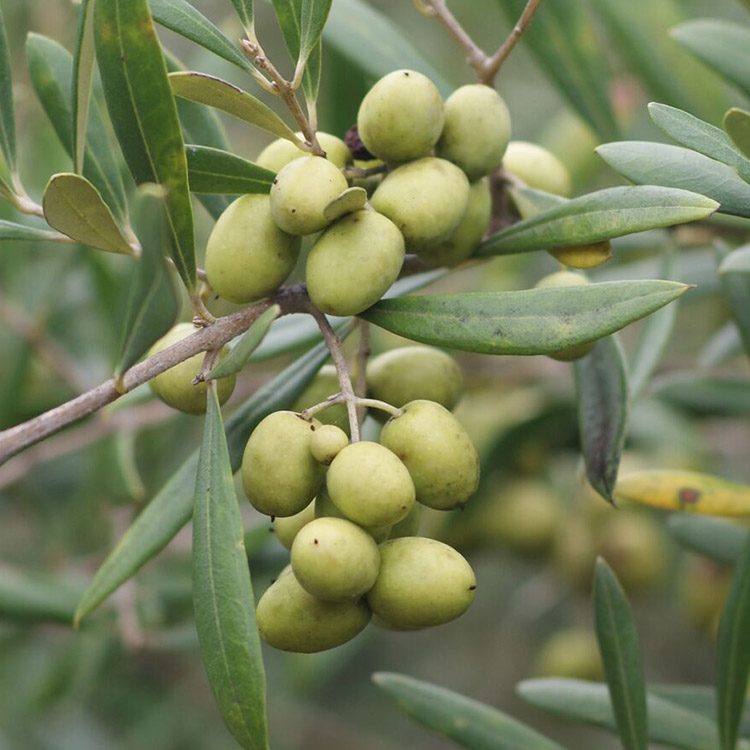 Georgia Olive Farms